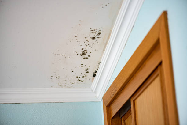 Best Certified Mold Removal  in Lucerne, CA