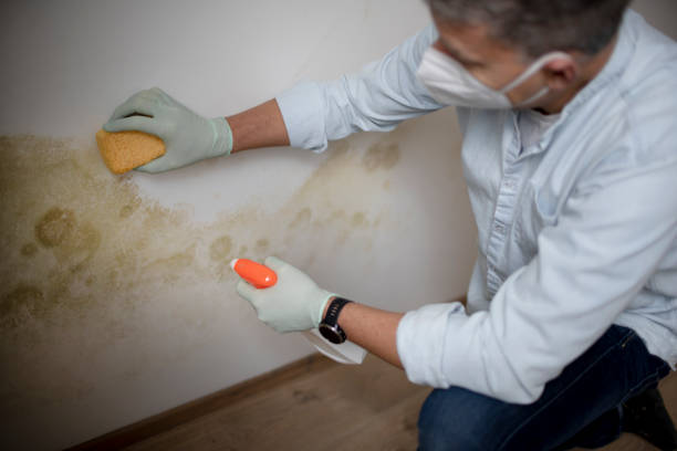 Mold Removal Process in Lucerne, CA