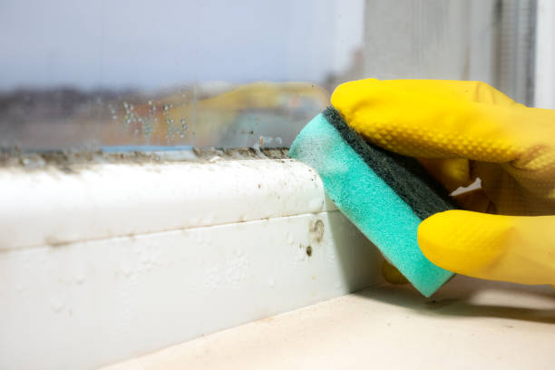 Best Black Mold Removal  in Lucerne, CA