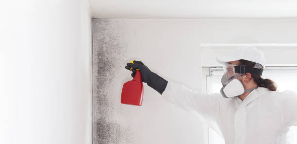 Best Office Mold Removal Services  in Lucerne, CA