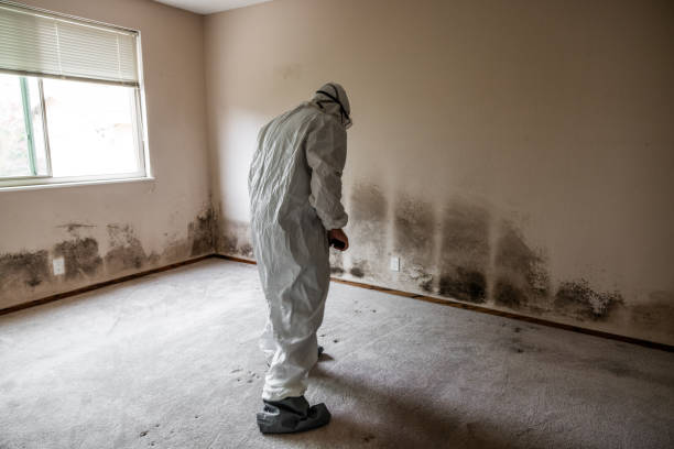 Best Toxic Mold Removal  in Lucerne, CA